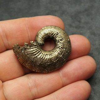 43mm Kosmoceras Ammonite Pyrite Fossils Ryazan Russia Fossilien Pendant 4