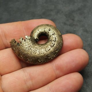 43mm Kosmoceras Ammonite Pyrite Fossils Ryazan Russia Fossilien Pendant 5