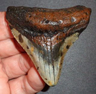 Big 2.  677 " Megalodon Shark Tooth Fossil From North Carolina Real Shark Tooth