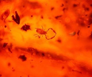 Pseudoscorpion With Termite In Authentic Dominican Amber Fossil 7.  3 G