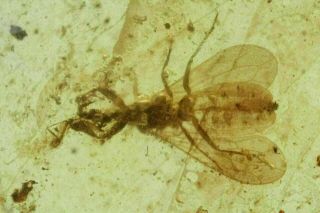 Burmese Amber,  Fossil Insect Inclusion,  Hemiptera,  Enicocephalidae (gnat Bug)