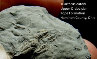 Rarely Preserved Triarthrus Beckii Upper Ordovician Trilobite With Molts