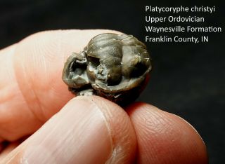Ultra - Rare Ordovician Trilobite Platycoryphe With Predation Damage Preserved