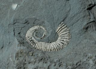 Small Heteromorph Ammonite Fossil Specimen Ancyloceras Aptian Bulgaria A24