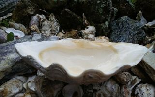 Giant Tridacna Gigas Clam Shell With Sealife And Creamy Interior 14 "