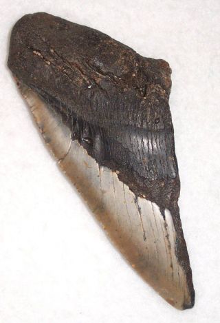 Huge 6 5/16 " Fossil Megalodon Shark Tooth Half