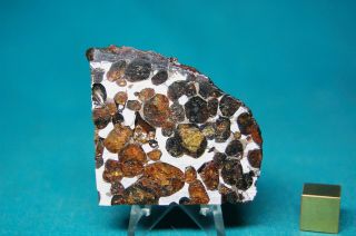 Sericho Pallasite meteorite 53.  7 grams 2
