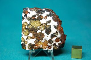 Sericho Pallasite Meteorite 53.  2 Grams