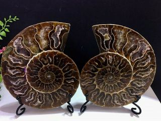 371g Natural A Ammonite Fossils Slice Druzy Nautilus Jade Shell,  Stand