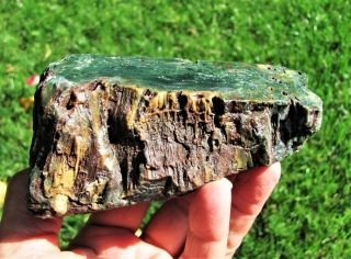 Cut & Polished Green Hampton Butte Petrified Wood Specimen 1 lb 8 Oz 3