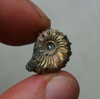 18mm Kosmoceras Pyrite Ammonite Fossils Callovian Fossilien Russia Pendant