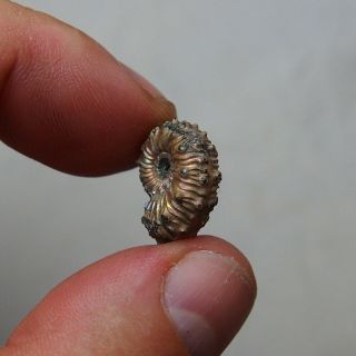 18mm Kosmoceras Pyrite Ammonite Fossils Callovian Fossilien Russia pendant 2
