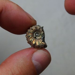 18mm Kosmoceras Pyrite Ammonite Fossils Callovian Fossilien Russia pendant 5
