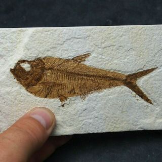 111mm Fossil Fish Diplomystus Dentatus Eocene Priod Fossilized Fossilien Wioming
