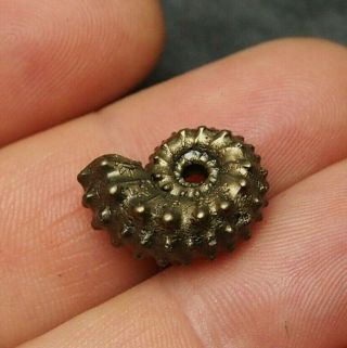 19mm Kosmoceras Ammonite Pyrite Fossils Ryazan Russia Fossilien Pendant