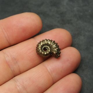 19mm Kosmoceras Ammonite Pyrite Fossils Ryazan Russia Fossilien Pendant 4