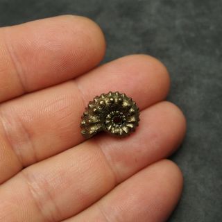 19mm Kosmoceras Ammonite Pyrite Fossils Ryazan Russia Fossilien Pendant 5