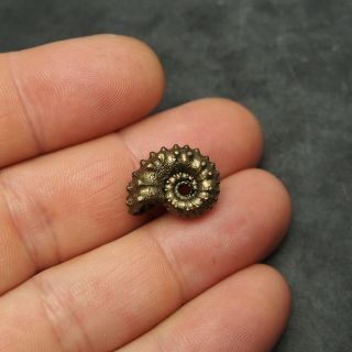 19mm Kosmoceras Ammonite Pyrite Fossils Ryazan Russia Fossilien Pendant 6
