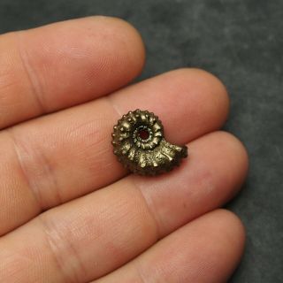 19mm Kosmoceras Ammonite Pyrite Fossils Ryazan Russia Fossilien Pendant 7