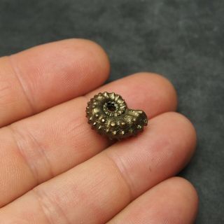 19mm Kosmoceras Ammonite Pyrite Fossils Ryazan Russia Fossilien Pendant 8
