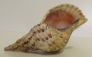 Triton Conch Shell 11 " Inches