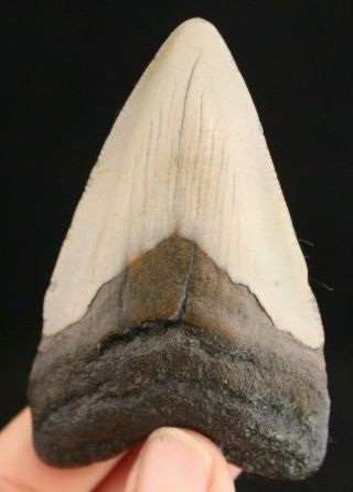 Megalodon Shark Tooth 3.  03 " Extinct Fossil Authentic Not Restored (cg9 - 120)