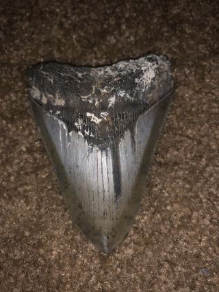 3 1/2 Inch Megalodon Shark’s Tooth