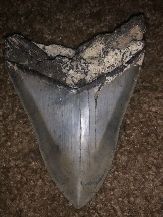 3 1/2 Inch Megalodon Shark’s Tooth 2