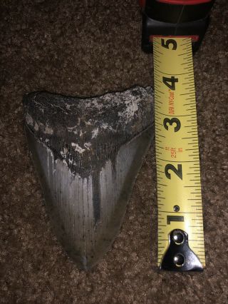 3 1/2 Inch Megalodon Shark’s Tooth 3
