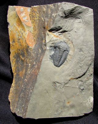 Large Modocia Trilobite Fossil
