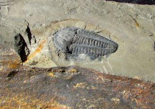 Large Modocia trilobite fossil 2