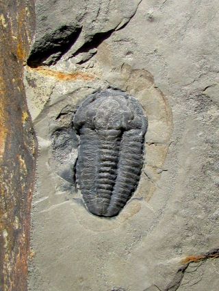 Large Modocia trilobite fossil 3