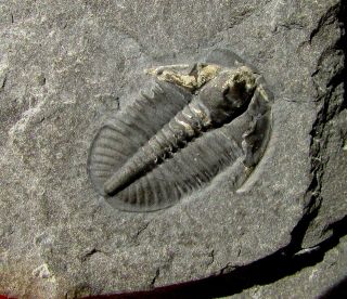 Sweet Pyritized Ogygopsis trilobite fossil 2