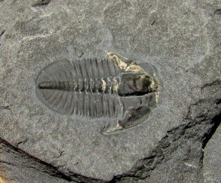 Sweet Pyritized Ogygopsis trilobite fossil 3