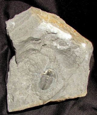 Sweet Pyritized Ogygopsis trilobite fossil 4