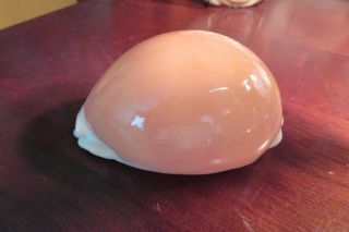 Large Golden Cowrie Sea Shell 91 Mm Nr
