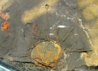 Crazy Echinoconchus Brachiopod Fossil Wild Spines
