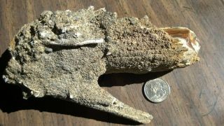 Opalized Wood Limb Fossil