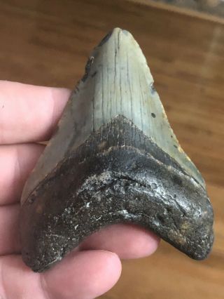 20.  Huge 3 1/2 " Megalodon Giant Shark Tooth Teeth Extinct Fossil Megladon