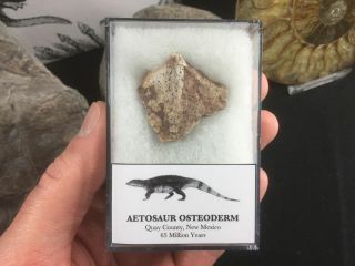 Aetosaur Osteoderm (scute) 01 - Bull Canyon Fm,  Triassic Reptile Fossil