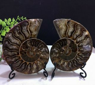 274g Natural A Ancient Ammonite Fossils Slice Nautilus Jade Shell,  Stand