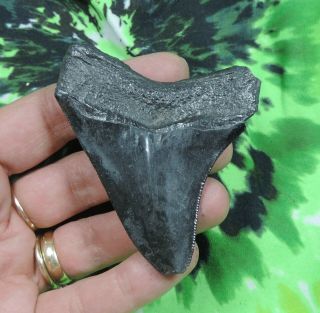 Megalodon Sharks Tooth 3 1/16  Inch No Restorations Fossil Sharks Tooth Teeth