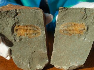 Rare Devonian Trilobite Fossil Perfect Positive Negative Pair 1.  62 " Inches