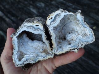 Interesting Botryoidal Fossil Coral 2 Piece Geode,  Ga,  Specimen,  Education Wc196