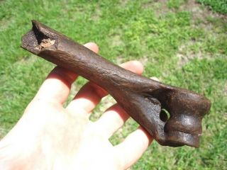 Very Rare Three - Toed Horse Humerus Bone Florida Fossils Ice Age Extinct Tooth Fl