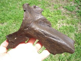 Beyond Rare Sloth Scapula Bone Florida Fossils Claw Core Extinct Ice Age Tooth @