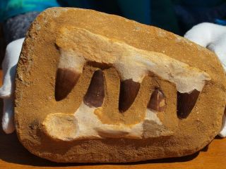 Mosasaur Dinosaur Jaw Section With Fossil Teeth 6.  5 " Inch