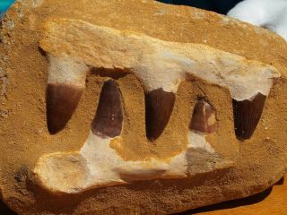 Mosasaur Dinosaur Jaw Section with Fossil Teeth 6.  5 