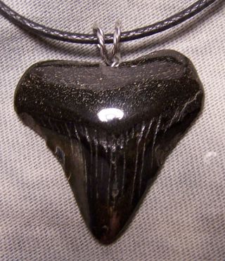 1 3/8 " Megalodon Shark Tooth Teeth Wireless Pendant Fossil Necklace Jaw Scuba