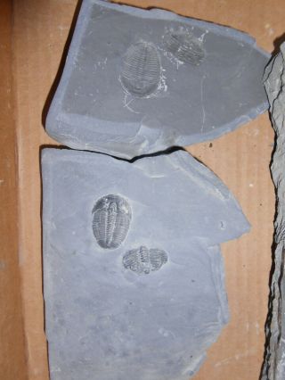 Cambrian Trilobite Elrathia Fossil,  Utah,  Positive And Negative Sides
